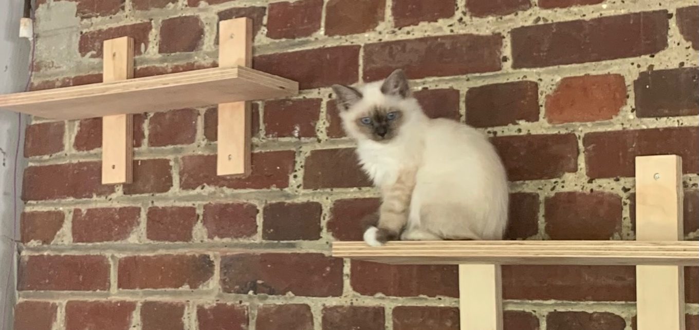 Les chats se sentent en sécurité lorsqu’ils observent leur environnement depuis un point haut. Les chats se sentent en sécurité lorsqu’ils observent leur environnement depuis un point haut.